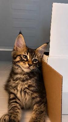 Magnifique chaton Maine Coon Pure Race - Photo 2