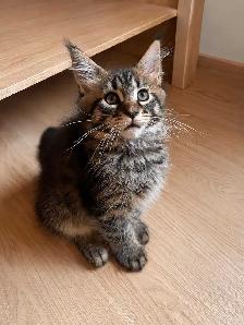 Magnifique chaton Maine Coon Pure Race - Photo 3