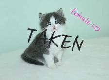 Adorable Longhaired Kittens! ONLY 1 LEFT! - Photo 2