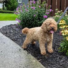 Female Cockapoo for sale