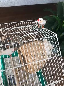 4 Zebra Finches with Vision Cage & Accessories for sale