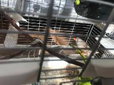 4 Zebra Finches with Vision Cage & Accessories for sale - Photo 2