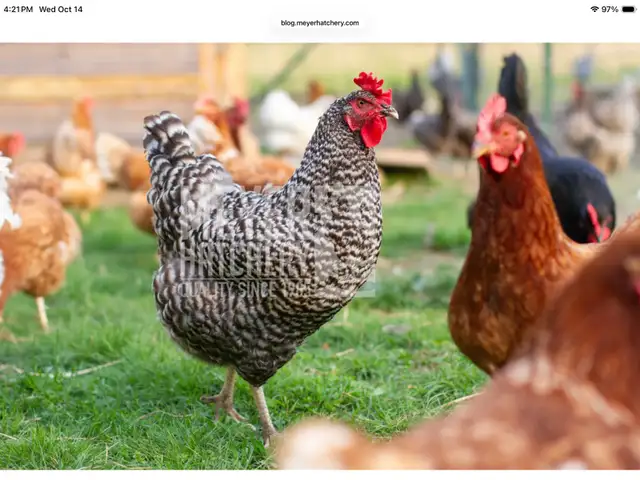 livestock