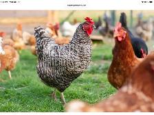 livestock
