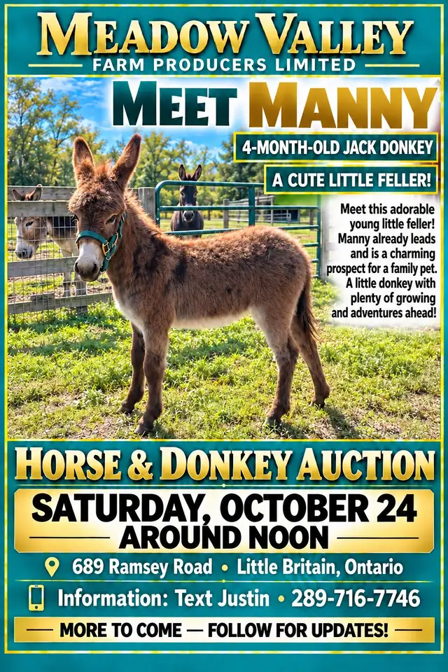Horse, Pony, Donkey & Livestock Auction - October 24th