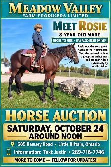 Horse, Pony, Donkey & Livestock Auction - October 24th - Photo 4