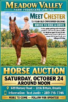 Horse, Pony, Donkey & Livestock Auction - October 24th - Photo 6