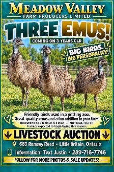 Horse, Pony, Donkey & Livestock Auction - October 24th - Photo 9