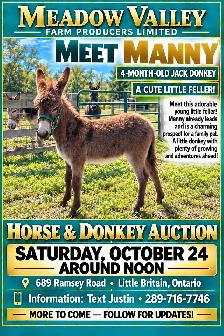 Horse, Pony, Donkey & Livestock Auction - October 24th