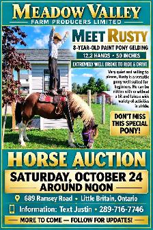Horse, Pony, Donkey & Livestock Auction - October 24th - Photo 2