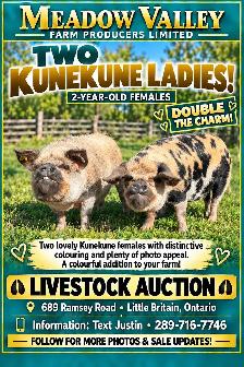 Horse, Pony, Donkey & Livestock Auction - October 24th - Photo 4