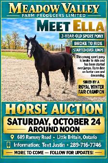 Horse, Pony, Donkey & Livestock Auction - October 24th - Photo 5