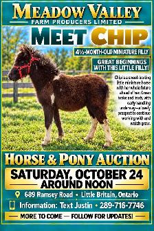 Horse, Pony, Donkey & Livestock Auction - October 24th - Photo 7