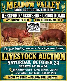 Horse, Pony, Donkey & Livestock Auction - October 24th - Photo 8