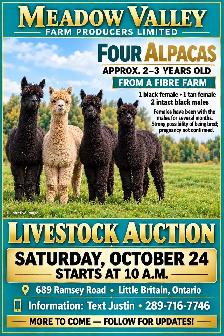 Horse, Pony, Donkey & Livestock Auction - October 24th - Photo 10