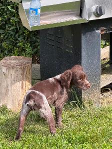 CKC Registered Purebred Brittany Spaniel Puppies