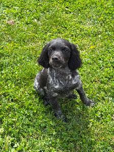 CKC Registered Purebred Brittany Spaniel Puppies - Photo 2