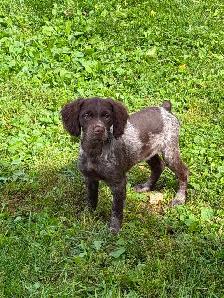 CKC Registered Purebred Brittany Spaniel Puppies - Photo 3