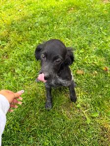 CKC Registered Purebred Brittany Spaniel Puppies - Photo 4