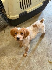 CKC Registered Purebred Brittany Spaniel Puppies - Photo 5