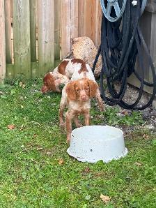 CKC Registered Purebred Brittany Spaniel Puppies - Photo 6