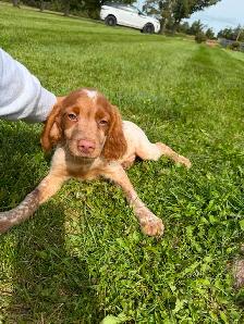 CKC Registered Purebred Brittany Spaniel Puppies - Photo 7