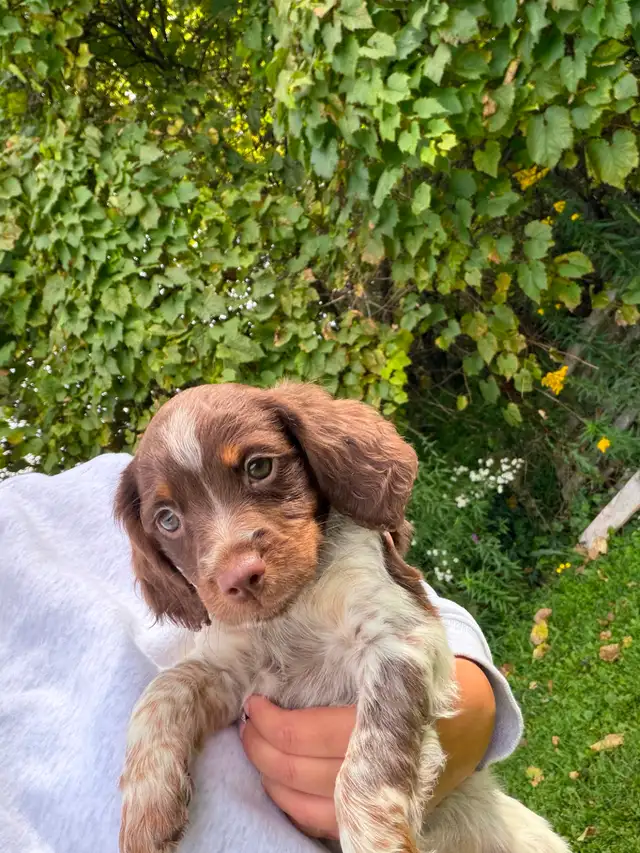 CKC Registered Purebred Brittany Spaniel Puppies