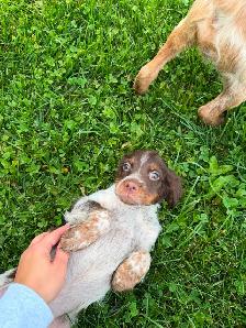 CKC Registered Purebred Brittany Spaniel Puppies - Photo 2