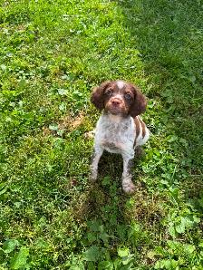 CKC Registered Purebred Brittany Spaniel Puppies - Photo 3