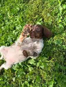 CKC Registered Purebred Brittany Spaniel Puppies - Photo 4