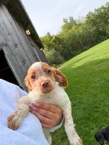 CKC Registered Purebred Brittany Spaniel Puppies - Photo 5