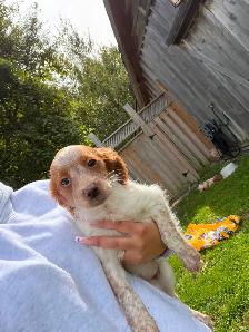 CKC Registered Purebred Brittany Spaniel Puppies - Photo 6