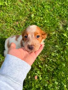 CKC Registered Purebred Brittany Spaniel Puppies - Photo 7