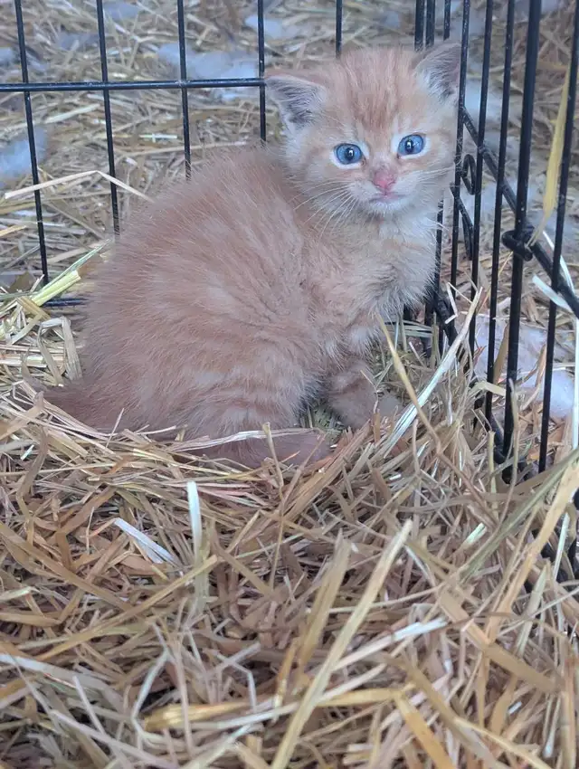 Baby Kitten