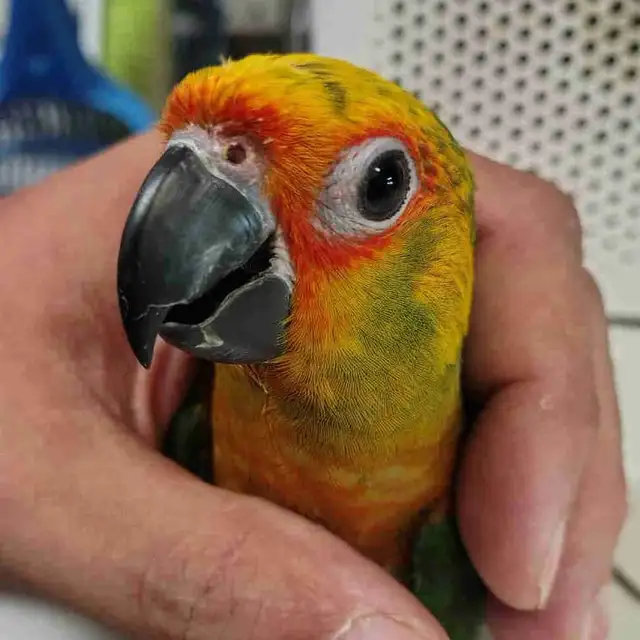 baby Jenday conure