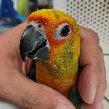 baby Jenday conure