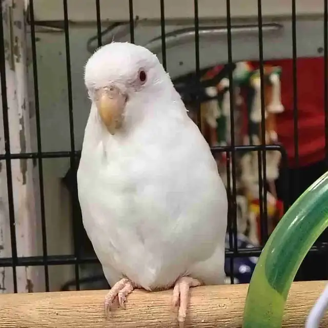 albino parrotlet
