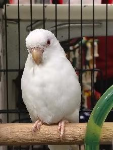albino parrotlet - Photo 2