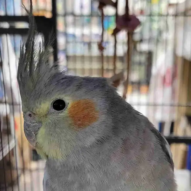 baby cockatiel