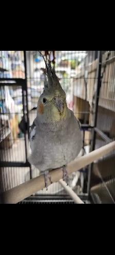 baby cockatiel - Photo 2