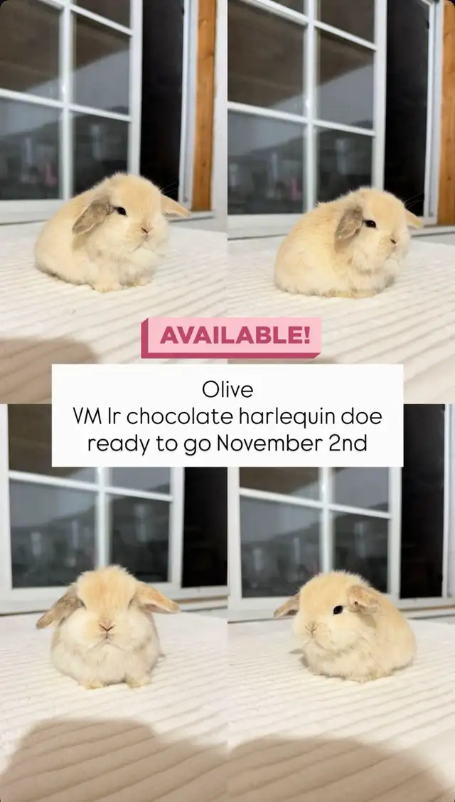 Adorable Holland Lop baby bunnies