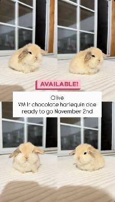 Adorable Holland Lop baby bunnies
