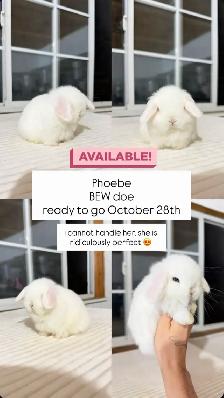 Adorable Holland Lop baby bunnies - Photo 2