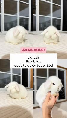 Adorable Holland Lop baby bunnies - Photo 4