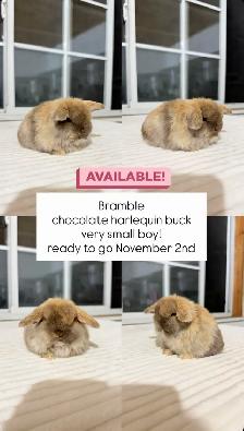 Adorable Holland Lop baby bunnies - Photo 5