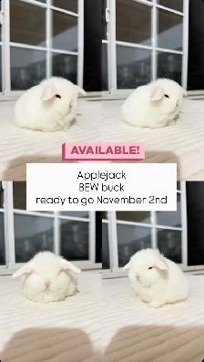 Adorable Holland Lop baby bunnies - Photo 6