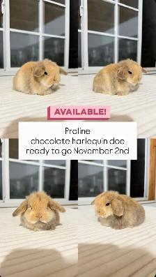 Adorable Holland Lop baby bunnies - Photo 7
