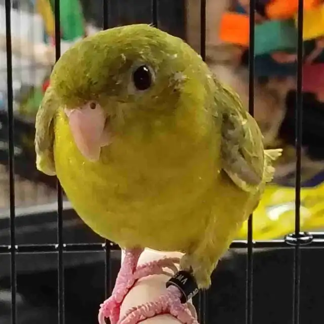 green gray wing lineolated parakeet