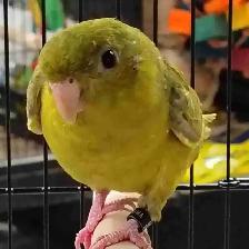 green gray wing lineolated parakeet