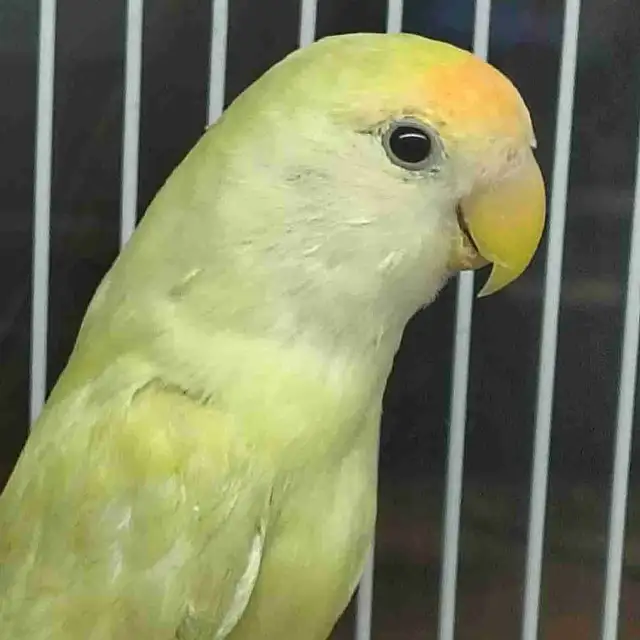 baby love bird